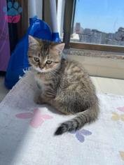 Kediler Fıstık Ezmesi Yiyebilir mi?