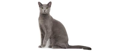 Kedimin Ağzından Köpük Geliyor Ne Yapmalıyım