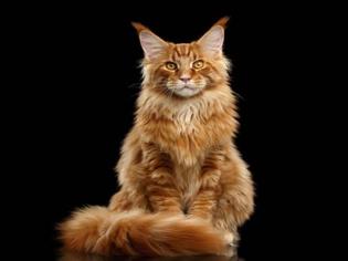 Kediler Kaç Ay Hamile Kalır? Kedilerde Hamilelik Süreci