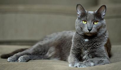 Kedilerin Günlük Su İhtiyacı Ne Kadar Olmalı