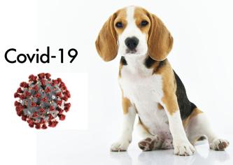 Köpekler Koronavirus Taşıyabilir mi?