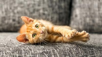 Dişi Kedilerin Çiftleşme İstekleri Ne Zamandır?