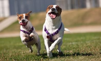 Köpek Alışveriş Listesi: Köpeğiniz İçin Almanız Gerekenler