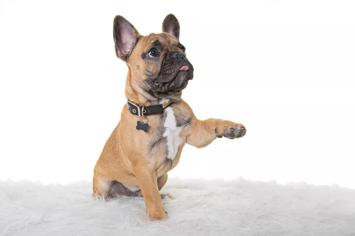 Köpeklerde Damar İltihabı Hastalığı Belirtileri ve Tedavisi