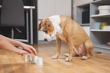 Köpeklerde Aşırı Hareketli Olma: Hiperaktiflik Neden Olur