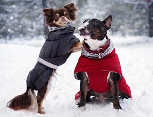 Köpeklerin Sevmediği Davranışlar: Dikkat Etmeniz Gerekenler