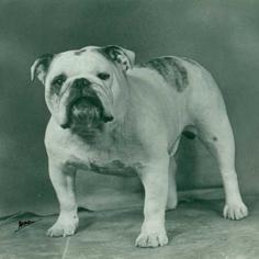 Evcil Hayvan Sahiplenme: Nasıl Hayvan Sahiplenebilirim