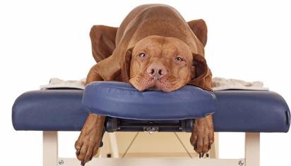 Köpek Masajı Nedir? Köpeklere Nasıl Masaj Yapılır?