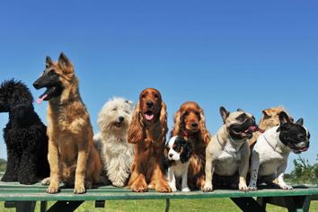 Guinness Dünya Rekoru Kıran Köpekler