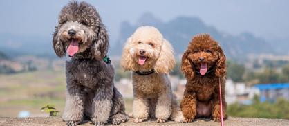 Fino Köpek Cinsleri Fiyatları: Fino Köpeklerin Özellikleri