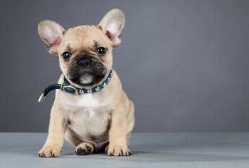 French Bulldog Sağlık Sorunları Nelerdir?