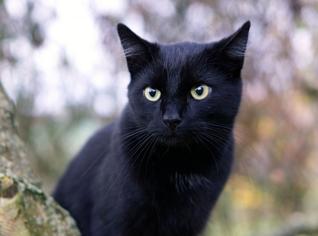 Kara Kediler Kötü Şans Getirir Mi?