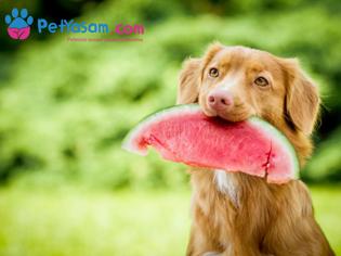 Köpeğinizin Ağız Kokusu İçin 4 Doğal Çözüm