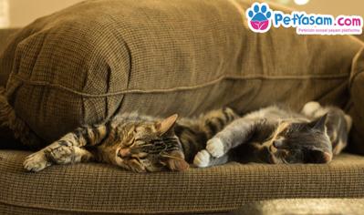 Kedi Obezite Hastalığı ve Kedinizin Obez Olduğunu Nasıl Anlarsınız