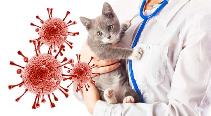 Kedilerde FIP Virüsü Belirtileri ve Tedavi Yolları
