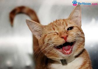 Kedilerde Ağız Kokusu