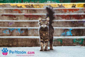 Kedi Aşıları İçin Doğru Bilinen Yanlışlar