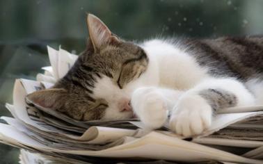 Kediler Neden Kağıt Yer?