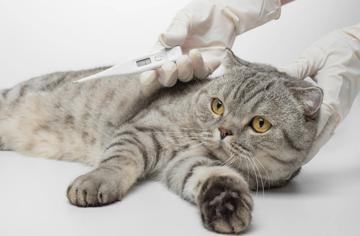 Kedilerde Ateş Nasıl Anlaşılır?