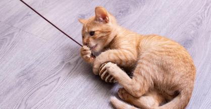 Kedilerde Bağırsak Tıkanıklığı Belirtileri Nelerdir?