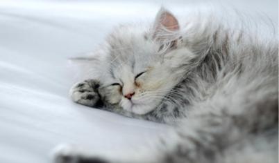 Kedilerde Polikistik Böbrek Hastalığı Tedavisi, Nedenleri