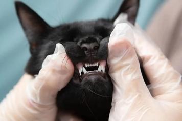 Kedilerde Diş Dökülmesi Nedenleri Nelerdir?