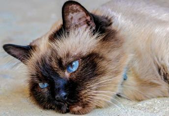 Kedilerde Halsizlik ve Sürekli Uyuma Neden Olur?