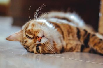 Kedilerde Karın Şişliği Nedenleri Ve Tedavisi