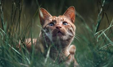 Kedilerde Kuduz Belirtileri Nelerdir?