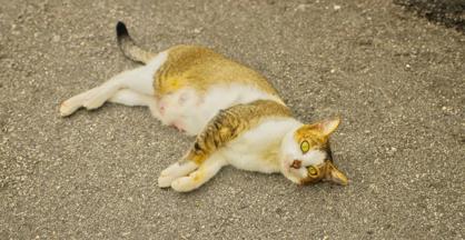 Kedilerde Meme Bezi Hiperplazisi Nedenleri Nelerdir?