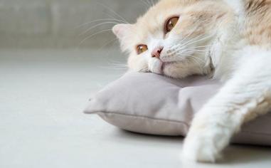 Kedilerde Stresin Yol Açtığı Sağlık Sorunları