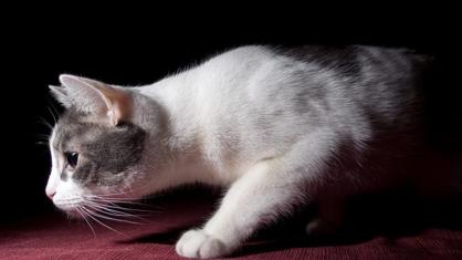 Kedim Topallıyor: Kediler Neden Topallar Tedavisi Var mı?