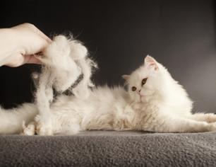 Kedilerde Tüy Dökme Nasıl Engellenir?