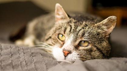 Kedilerde Yaşlılık Nasıl Anlaşılır?