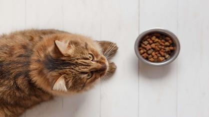 Kedilere Ne Verilmelidir? Kediler Nasıl Beslenmeli?