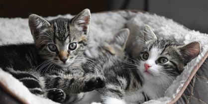 Kedilerin Alışması: Yavru Kedi – Yetişkin Kedi Nasıl Tanıştırılır