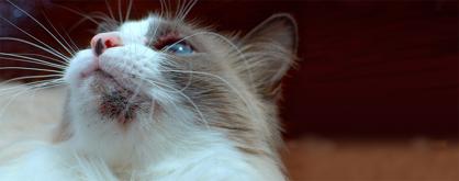 Kedilerin Çenesindeki Siyah Lekeler Nedir, Neden Olur?