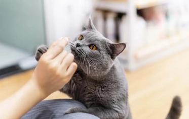 Kedilerin Sevmediği Kokular Nelerdir?