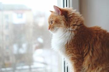 Kedilerin Yalnız Kalması: Kediler Ne Kadar Yalnız Kalır?