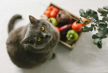 Kedilerin Yediği Yeşillikler Nelerdir?