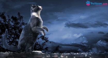 Kediler Geceleri Neden Miyavlar