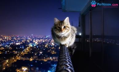 Kediler Neden Yüksek Yerleri Seviyor?