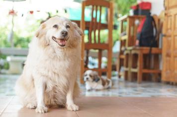 Kilolu Köpek Bakımında Dikkat Edilmesi Gerekenler Nelerdir?