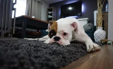 Köpeğinin Kokmasının Nedenleri Nelerdir?