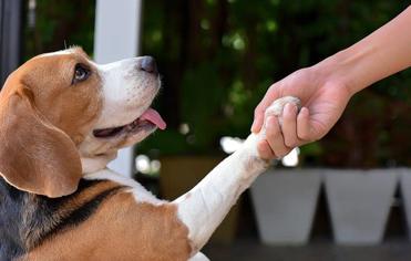Köpek Eğitimi Nasıl Yapılır: Yetişkin -Yavru Köpek Eğitimi