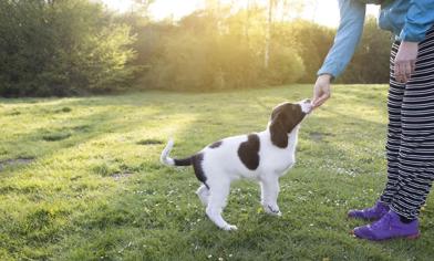 Köpek Eğitimi Kaç Ay Sürer? Yavru Köpek Eğitimi