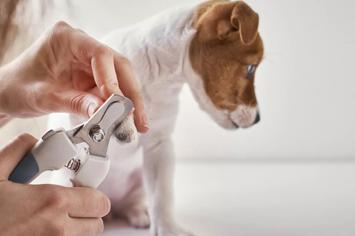 Köpek Tırnak Kesimi Nasıl Yapılır?