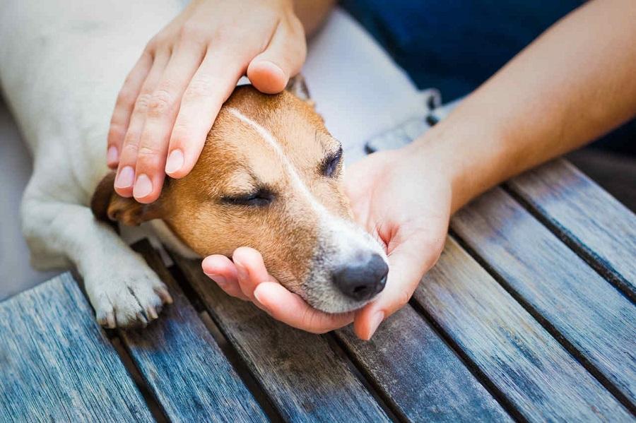 Köpek Zehirlenmesi Nasıl Anlaşılır?