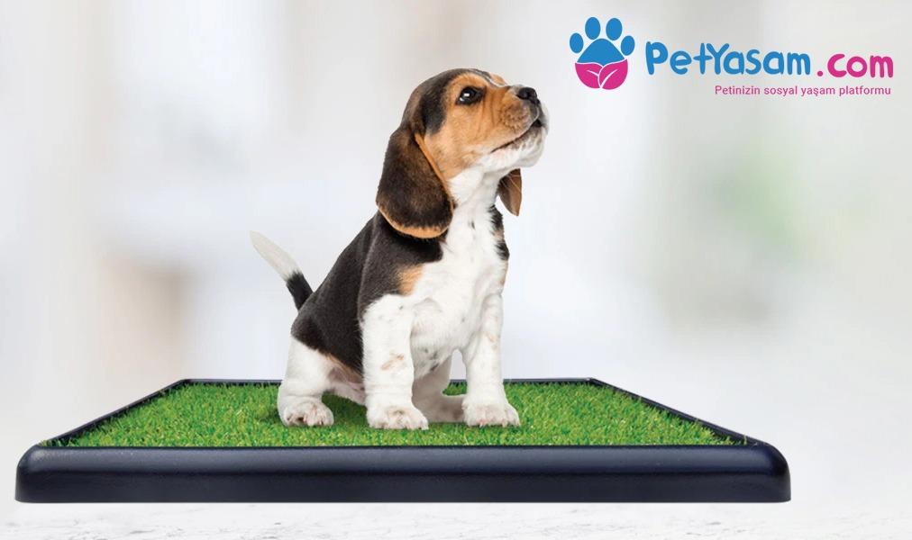 Köpek Tuvalet Eğitimi Nasıl Verilir, Yapmanız Gerekenler