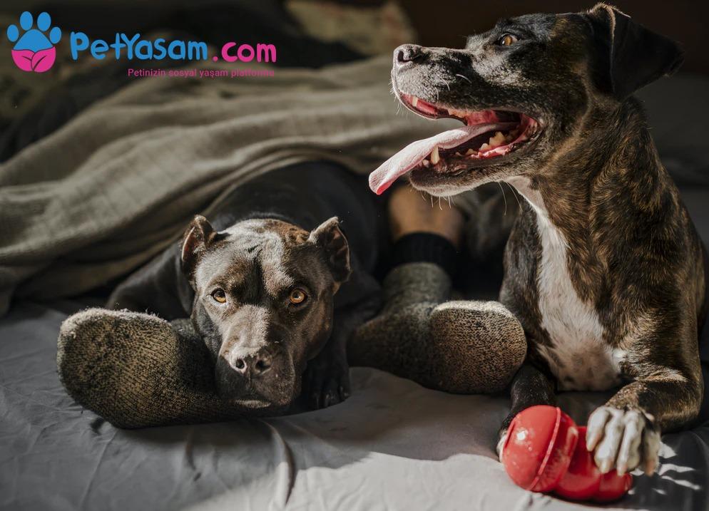 Köpeklerde Aşırı Salya Akması: Nedenleri ve Tedavisi